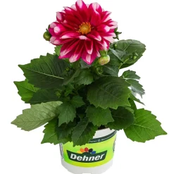 Dehner Zwergdahlie, Besonderheit, verschiedene Farben Clearance