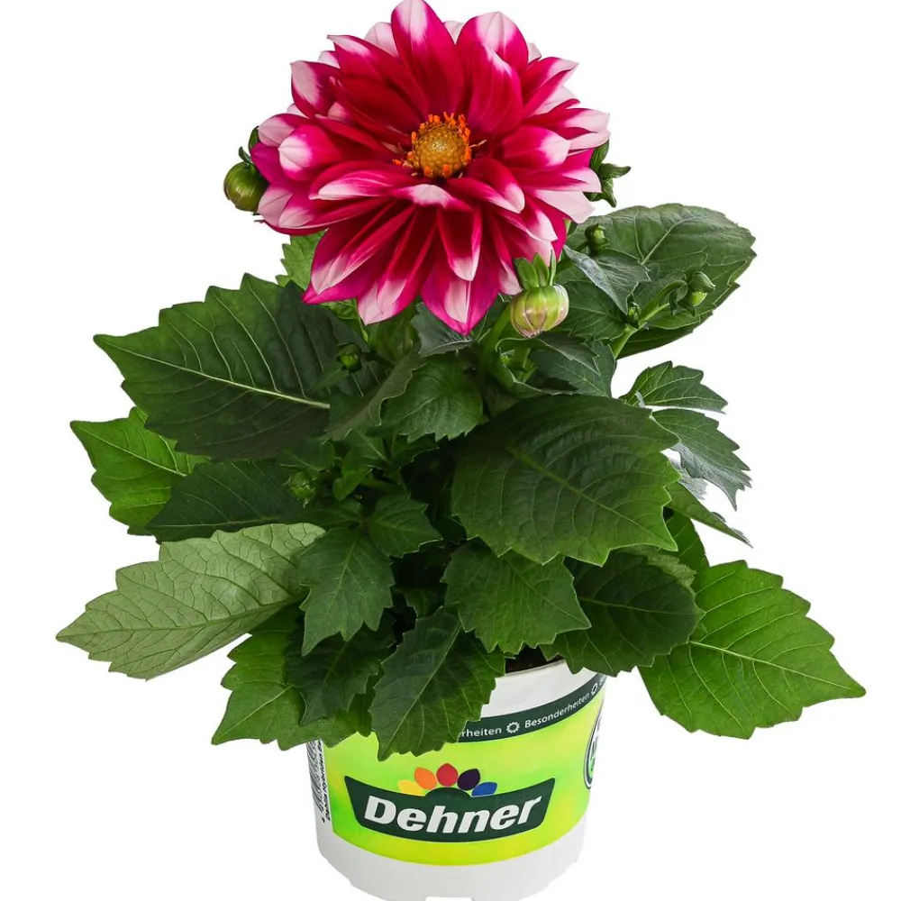 Dehner Zwergdahlie, Besonderheit, verschiedene Farben Clearance