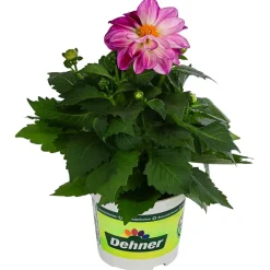 Dehner Zwergdahlie, Besonderheit, verschiedene Farben Clearance