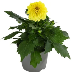 Dehner Sommerblumen - Zwergdahlie, verschiedene Farben Bunt