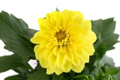 Dehner Sommerblumen - Zwergdahlie, verschiedene Farben Bunt