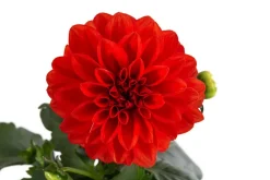 Dehner Sommerblumen - Zwergdahlie, verschiedene Farben Bunt