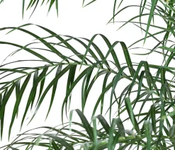 Dehner Zwergdattelpalme - Phoenix roebelenii, Hydrokultur Grün Discount
