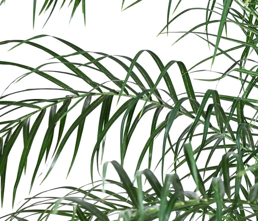Dehner Zwergdattelpalme - Phoenix roebelenii, Hydrokultur Grün Discount