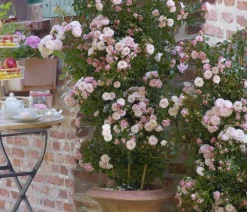 Dehner Zwerg-Kletterrose 'Starlet® Alina®' Best
