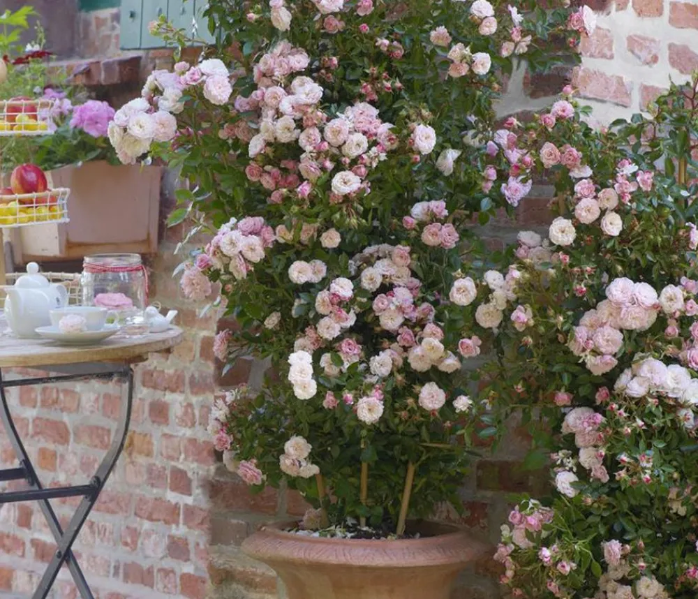 Dehner Zwerg-Kletterrose 'Starlet® Alina®' Best