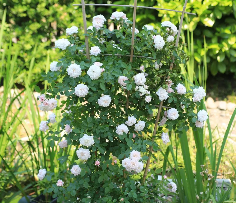 Dehner Zwerg-Kletterrose 'Starlet® Alina®' Best