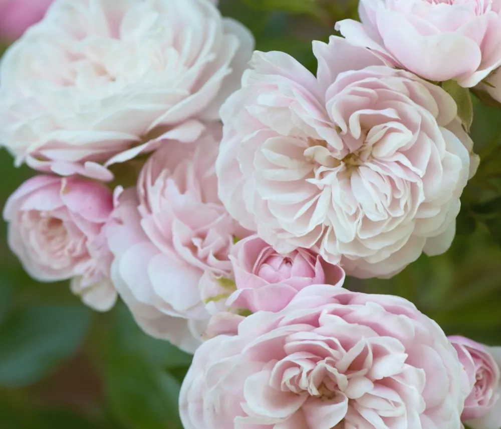 Dehner Zwerg-Kletterrose 'Starlet® Alina®' Best