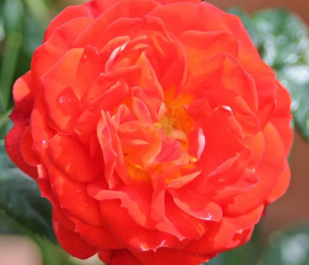 Dehner Rosen - Zwerg-Kletterrose 'Starlet® Carmen®'