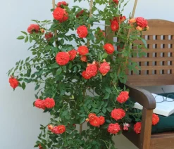 Dehner Rosen - Zwerg-Kletterrose 'Starlet® Carmen®'