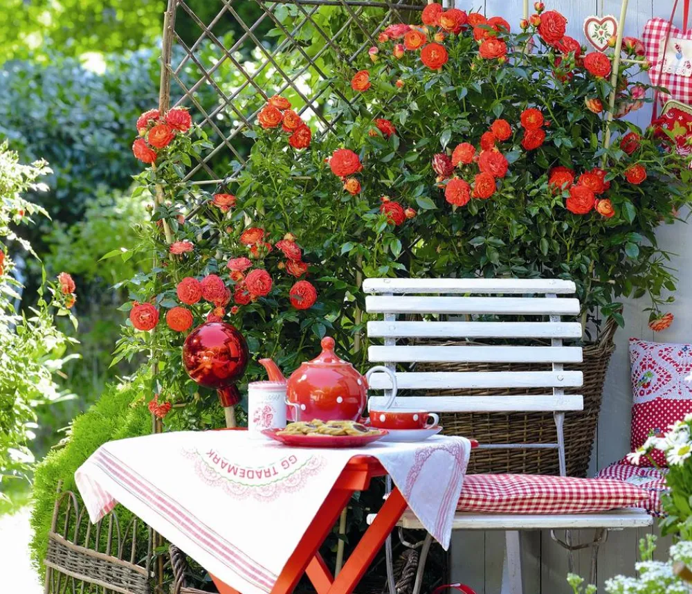 Dehner Rosen - Zwerg-Kletterrose 'Starlet® Carmen®'