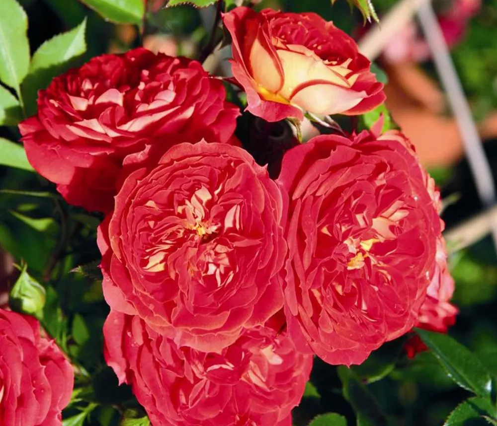 Dehner Rosen - Zwerg-Kletterrose 'Starlet® Carmen®'