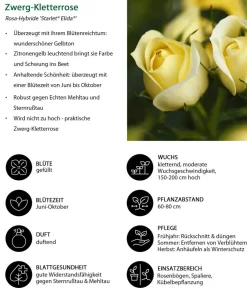 Dehner Rosen - Zwerg-Kletterrose 'Starlet® Elida®' Gelb
