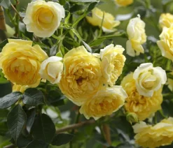 Dehner Rosen - Zwerg-Kletterrose 'Starlet® Elida®' Gelb