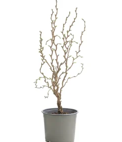 Dehner Laubgehölze|Obstbäume - Zwerg-Korkenzieher-Haselnuss 'Scooter' Braun