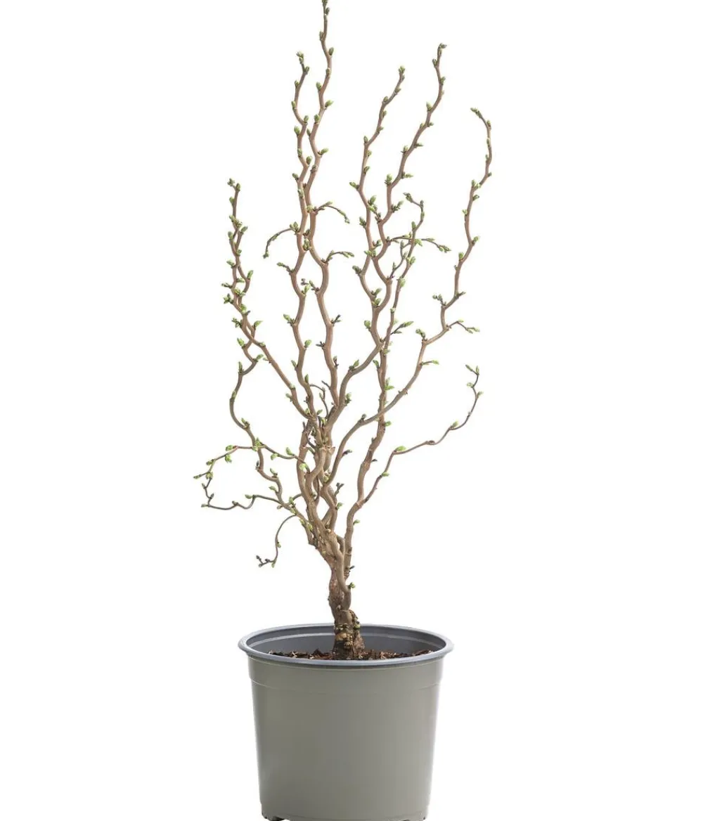 Dehner Laubgehölze|Obstbäume - Zwerg-Korkenzieher-Haselnuss 'Scooter' Braun