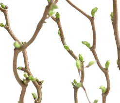 Dehner Laubgehölze|Obstbäume - Zwerg-Korkenzieher-Haselnuss 'Scooter' Braun
