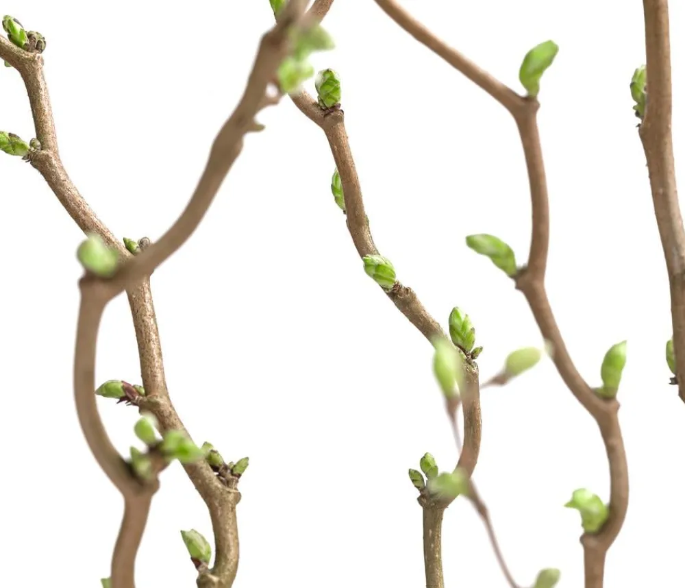 Dehner Laubgehölze|Obstbäume - Zwerg-Korkenzieher-Haselnuss 'Scooter' Braun