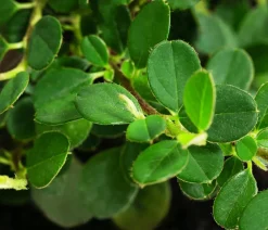 Dehner Zwergmispel 'Frieders Evergreen' Discount