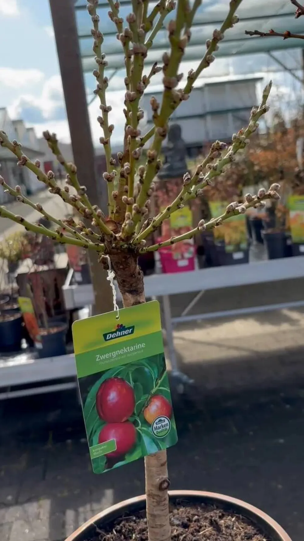Dehner Obstbäume|Säulenobst & Zwergobst - Zwergnektarine