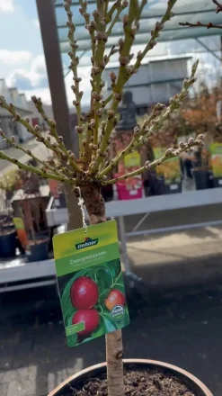 Dehner Obstbäume|Säulenobst & Zwergobst > Zwergnektarine 'Rubis Necta Zee'