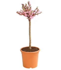 Dehner Obstbäume|Säulenobst & Zwergobst > Zwergnektarine 'Rubis Necta Zee'