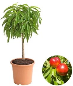 Dehner Obstbäume|Säulenobst & Zwergobst > Zwergnektarine 'Rubis Necta Zee'