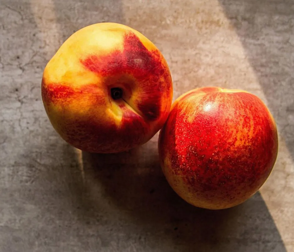 Dehner Obstbäume|Säulenobst & Zwergobst > Zwergnektarine 'Rubis Necta Zee'