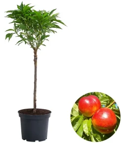 Dehner Zwergnektarine 'Rubis Necta Zee' Sale