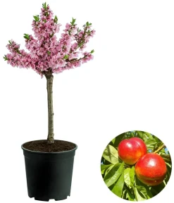 Dehner Obstbäume|Säulenobst & Zwergobst - Zwergnektarine 'Rubis Necta Zee'