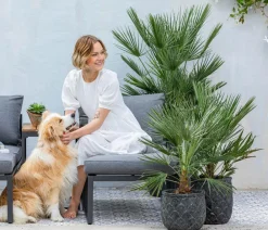 Dehner Palmen|Terrassenpflanzen - Zwergpalme Grün