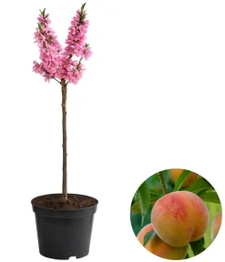 Dehner Obstbäume|Säulenobst & Zwergobst > Zwergpfirsich 'Bonanza'