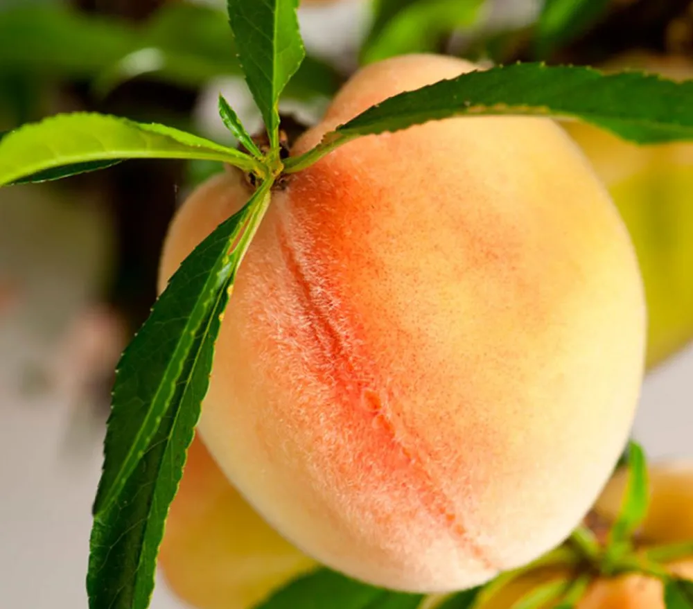 Dehner Zwergpfirsich 'Bonanza' Rosa Best