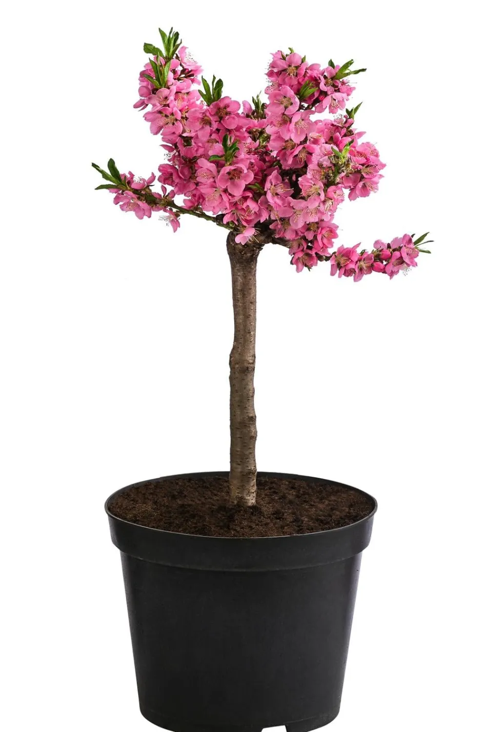 Dehner Obstbäume|Säulenobst & Zwergobst - Zwergpfirsich 'Bonanza' Rosa