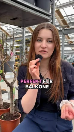 Dehner Obstbäume|Säulenobst & Zwergobst - Zwergpfirsich 'Bonanza' Rosa