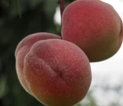 Dehner Obstbäume|Säulenobst & Zwergobst > Zwergpfirsich, laubig