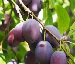Dehner Zwergpflaume 'Hanna' Sale