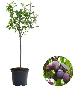 Dehner Zwergpflaume 'Hanna' Sale