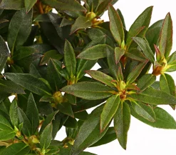 Dehner Rhododendren|Blühende Sträucher > Zwerg-Rhododendron