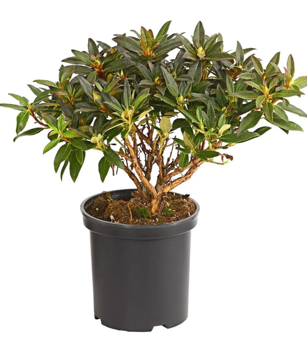Dehner Rhododendren|Blühende Sträucher > Zwerg-Rhododendron