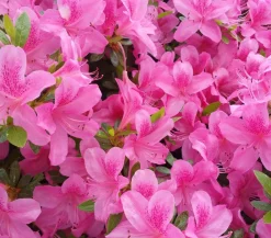 Dehner Rhododendren|Blühende Sträucher > Zwerg-Rhododendron