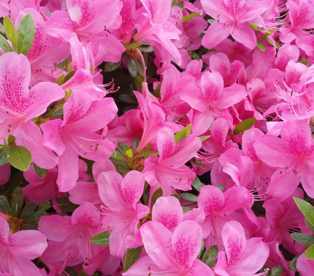 Dehner Rhododendren|Blühende Sträucher > Zwerg-Rhododendron