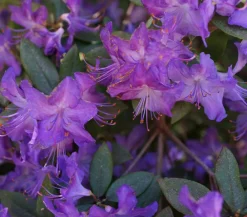 Dehner Rhododendren|Blühende Sträucher > Zwerg-Rhododendron
