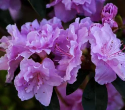 Dehner Zwerg-Rhododendron Lavendel Clearance