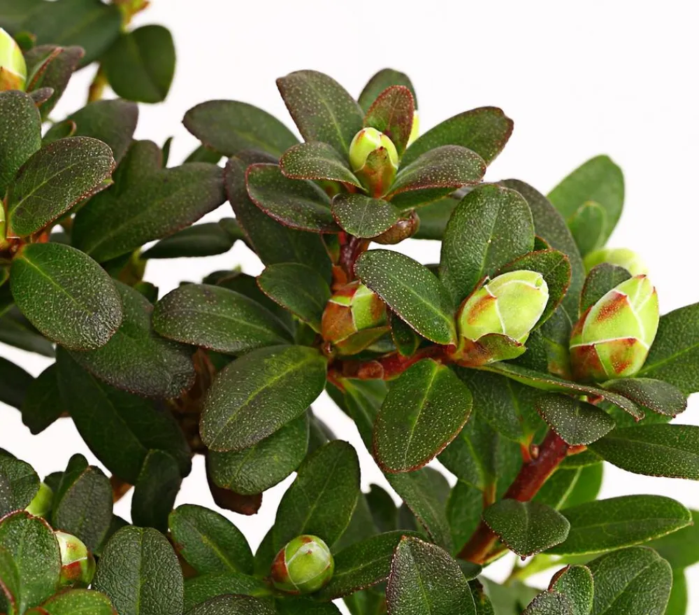 Dehner Zwerg-Rhododendron Gelb Hot