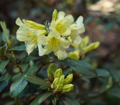 Dehner Zwerg-Rhododendron Gelb Hot