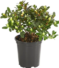 Dehner Zwerg-Rhododendron Gelb Hot