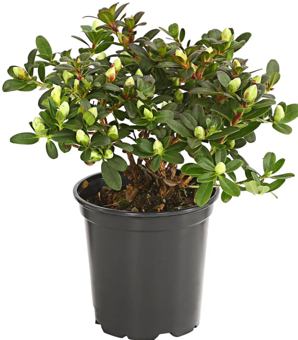 Dehner Zwerg-Rhododendron Gelb Hot