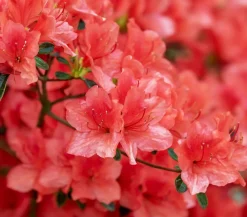 Dehner Rhododendren|Blühende Sträucher - Zwerg-Rhododendron Rot