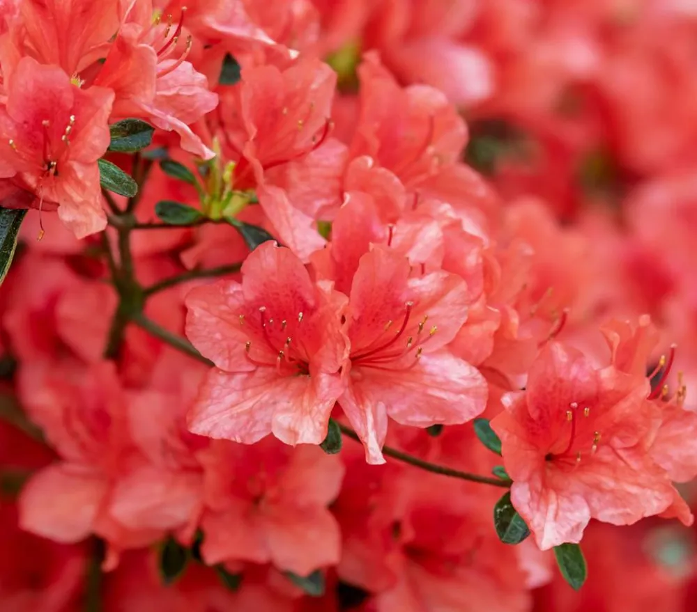 Dehner Rhododendren|Blühende Sträucher - Zwerg-Rhododendron Rot